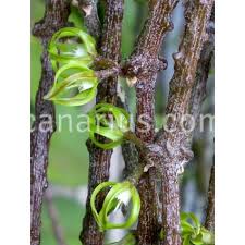 Image result for Cynanchum