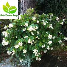 Tapi bila kita tanam, asyik tak menjadi. Tanaman Hias Indoor Begonia Putih Bunga Kecil Tumpuk Sering Berbunga Shopee Indonesia