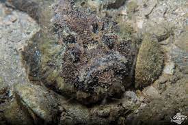 images?q=tbn:ANd9GcR7cUEx5b3VApNXB51Sjt0