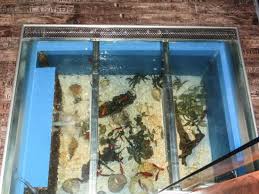 Download and listen online aquarium floor by futurebirds. Floor Aquarium By The Entrance Bild Von Panos Steak House Larnaca Tripadvisor