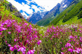 First you go to haridwar from delhi garden of five sense is one of the best places of valley of flowers & cheap in new delhi. Valley Of Flowers Tour Packages Valley Of Flower By Helicopter Or By Trek