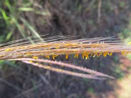 Image result for Trachypogon spicatus