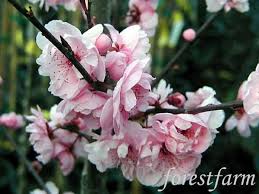 Flowering shrubs for florida include those that are hardy in usda plant hardiness zones 8 through 11. Prunus Blireiana Double Pink Fl Plum Forestfarm Florida Native Plants Flowering Trees Tree Identification