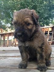 Review how much bouvier des flandres puppies for sale sell for below. View Ad Bouvier Des Flandres Litter Of Puppies For Sale Near California Chilcoot Usa Adn 18669