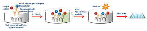 What Are The Differences Between Elisa Assay Types Enzo Life Sciences
