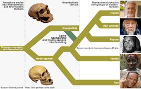 The homo sapien species and the neanderthal species at some point even interbred. Evolusi Neanderthal Dan Homosapiens Pernah Besanan Dongeng Geologi