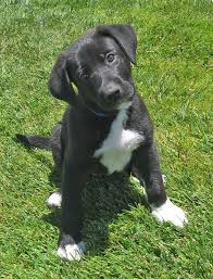 My circumstances just don't allow me to continue. Westside German Shepherd Rescue Of Los Angeles Lab Mix Puppies Lab Mix Puppy Mixed Puppies