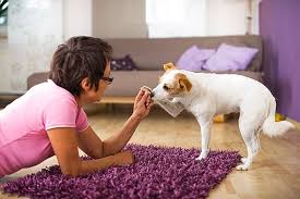 Ihren hund alleine zu lassen, geht nicht ohne vorheriges training. 7 Tipps Wie Es Gelingt Ihren Hund Allein Zu Lassen Ohne Bellen Rinti