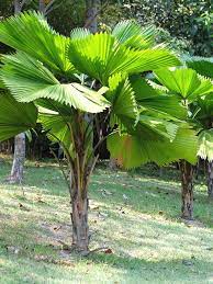 Licuala grandis is a gorgeous small palm that can be grown indoors in containers. Xl Ruffled Fan Palm Tree Licuala Grandis Urban Tropicals