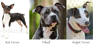 White boston terrier pitbull mix. Top 33 Ridiculously Adorable Pitbull Mixes You Will Love In 2021