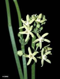 Image result for Cynanchum orangeanum