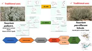 Image result for Melasma calycinum