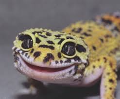 This colorful lizard is often kept as a pet. Ten Pets Better For Children Reptile And Amphibian Variety Garden Path