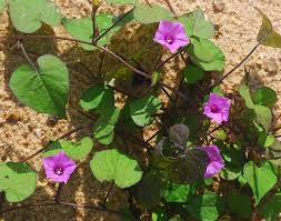 Image result for Ipomoea venosa