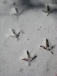 Unless forfeited the football bonus must be wagered before using the casino bonus. Footprints In The Snow Wild Turkey Tracks Garden Of The Gods Park Co Pet Birds Wild Turkey Winter Animals