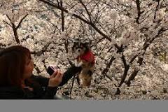Are cherry blossom petals poisonous?