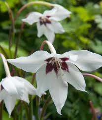 Image result for Gladiolus zambesiacus