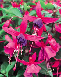 Spring makeover for salvias and fuchsias in pots. Shadow Dancers Marcia Fuchsia Hybrid Flowers Magenta Flowers Fuchsia Garden