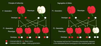 Some alleles are dominant and others are recessive, but what does this mean? File Dominant Recessive Inheritance Flowers Of Pea Plants Png Wikipedia