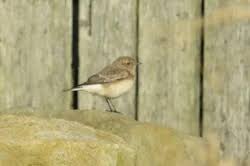 Hornemann's Arctic Redpoll by Donna Atherton