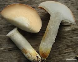 Image result for Suillus subaureus