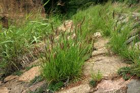 Image result for Cenchrus ciliaris