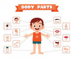 This body type enlarges the arms, chest, hips, and rear before other parts, such as the waist and upper abdomen. Cartoon Body Parts Images Free Vectors Stock Photos Psd