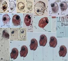 Image result for Pouchetia