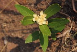 Image result for Eugenia malangensis