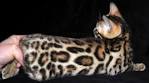 Are Bengal Cats Hypoallergenic? - BlindBengal