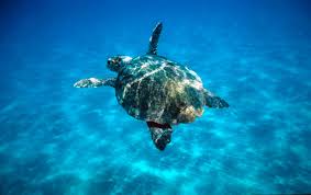 There are different types of sea turtles so it's difficult to say how long they live, but generally speaking, they live for at least 50 years and some of them can reach 150 years. The Loggerhead Turtle Friend Or Foe Wwf