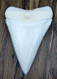 Fossil shark teeth have been dated back hundreds of millions of years. Ebay Sponsored 2 199 Upper Principle Nature Modern Great White Shark Tooth Teeth Great White Shark Teeth Shark Teeth Great White Shark