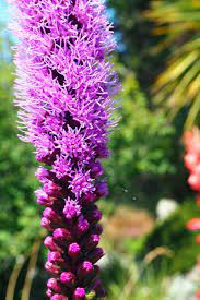 How To Plant And Grow Blazing Star Liatris Spicata Gardener S Path Small Flower Gardens Plants Liatris