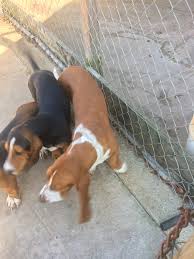 Check spelling or type a new query. Basset Hound Puppies For Sale Chattahoochee Hills Ga 276870