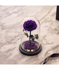 فازة ورد ايلوبا روزز طبيعي دائم يعيش لمدة سنة snow globes globe home decor