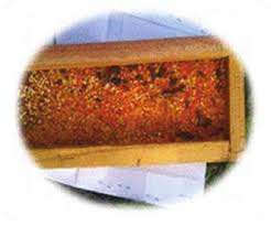 Image result for Vernonia congolensis