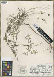 Image result for Bidens oligoflora