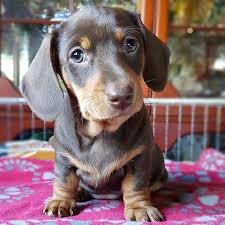 Miniature dachshund in dogs & puppies for sale. Dachshund Puppies For Sale Near Me Under 500 Miniature Dachshund Puppies For Sale Near In 2021 Dachshund Puppies For Sale Dachshund Puppy Miniature Dachshund Puppies
