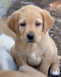 Пин от пользователя Norma Laird на доске Animals