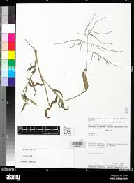 Image result for Digitaria velutina