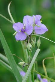 Vintage gardens, 8305 fremont pike, perrysburg, oh 43551; Ohio Spiderwort Tradescantia Ohiensis Prairie Nursery Native Plants Native Plants Plants Pollinator Garden