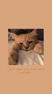 Pin By Jiffy On All Wall Cute Cat Wallpaper Kitten Wallpaper Cat Wallpaper