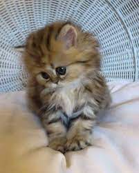 mobile uploads cat kedi kitten minnak gato chat kittens cutest baby cats beautiful cats
