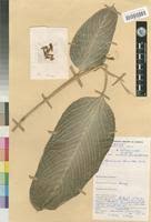 Image result for Marantochloa purpurea