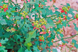 Image result for Euphorbia heterophylla