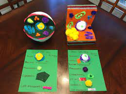 Maybe you would like to learn more about one of these? How To Make A Plant Cell Model With A Shoebox