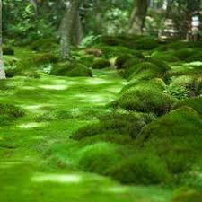 Carpet Moss Moss Lawn Moss Garden Japanese Garden