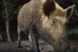 We did not find results for: The Feral Hog Battle Is Big Business In Texas