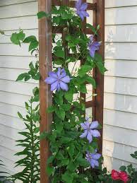Remove dead wood and cut back the remaininsg tems just 6 to 8 inches. Clematis Vine Twiner Creeping Plant Creeper Clamberer Climbing Plant Purple Flower Garden Summer Pikist