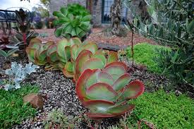 Image result for Kalanchoe thyrsiflora